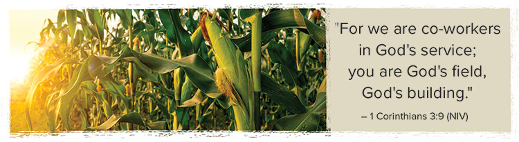 cornfield image corinthians3 9
