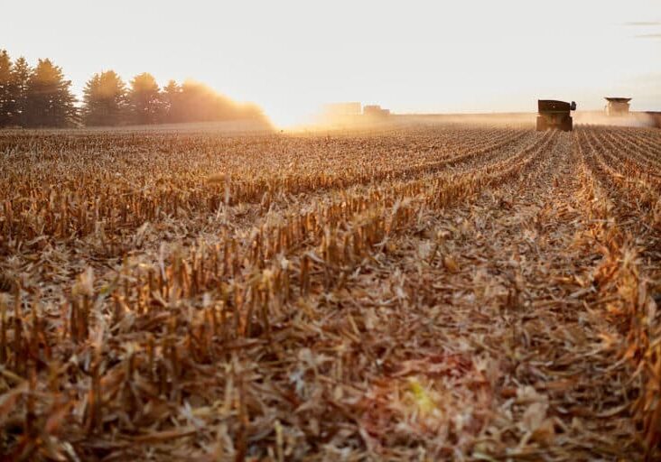 Corn Field Harvest Sunset